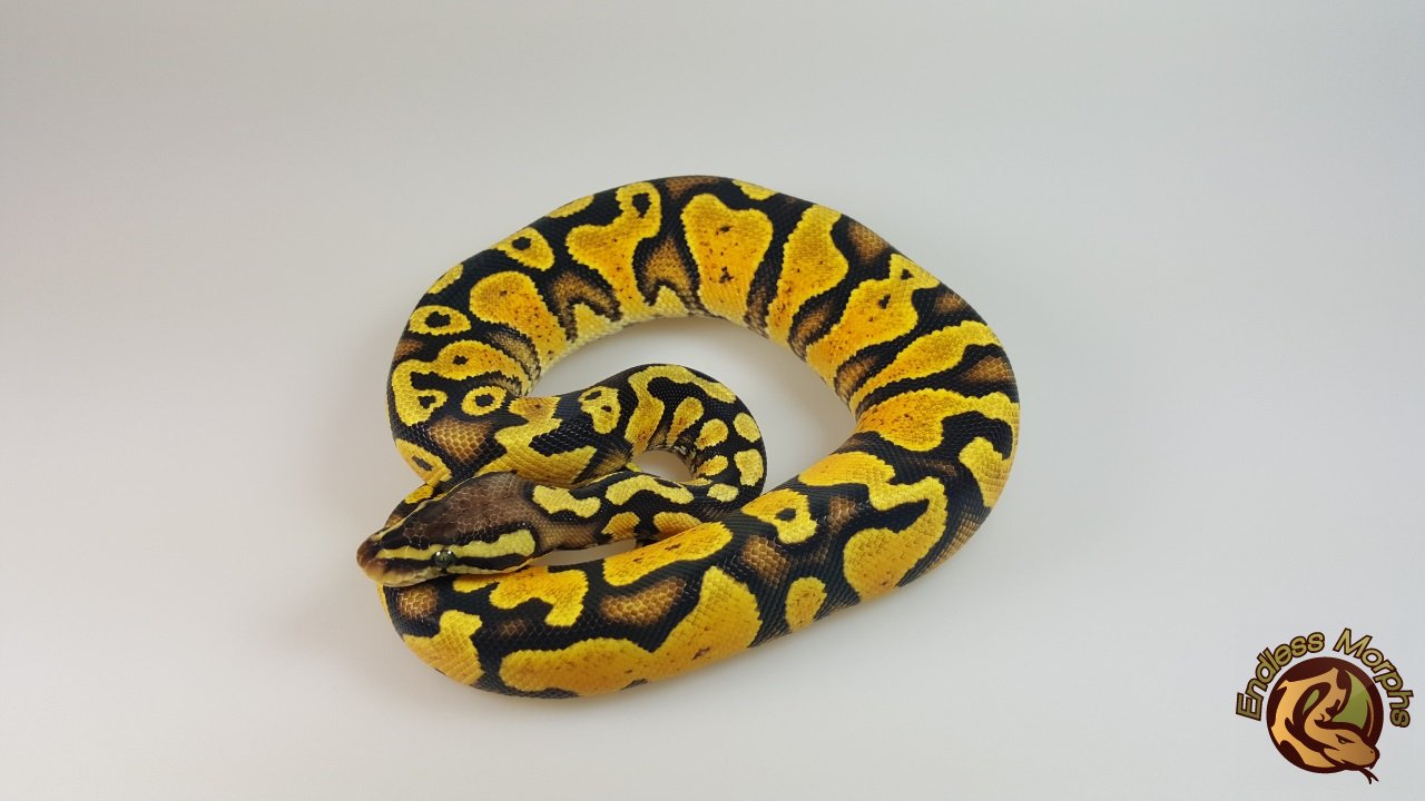 Königspython kaufen - privater Züchter mit liebevoll aufgezogenen ...