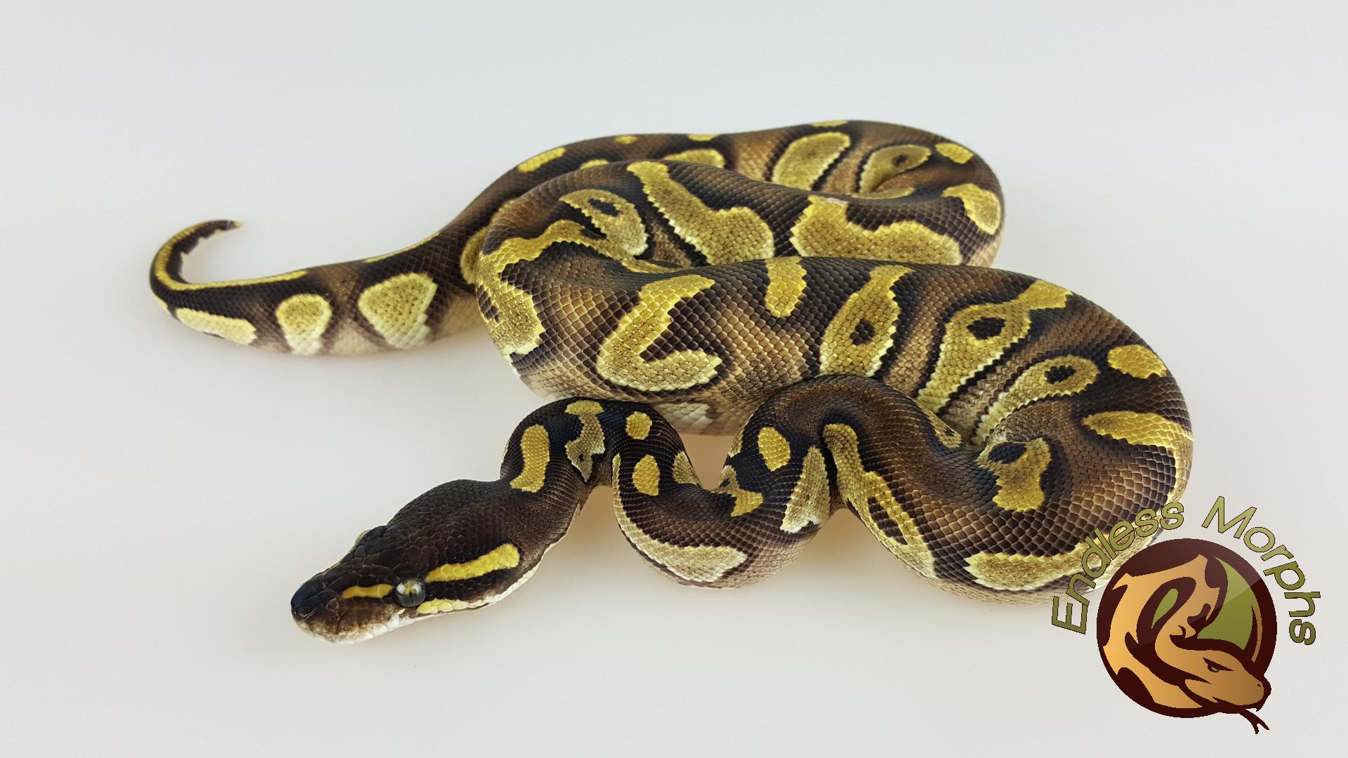 0.1 Black Head Enchi Phantom Königspython